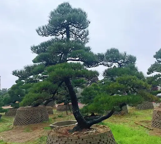 黑松景观树